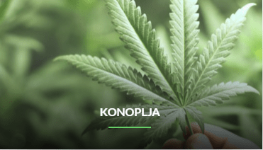 konoplizasmola